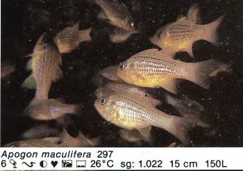 Apogon maculifera